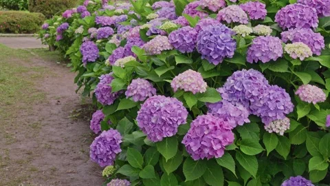 Long Hydrangea Hedge Lining Garden Pathway Into Distance Video stock 342002414