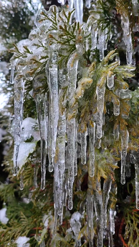 Long icicles evergreen thuja branches close-up Drops water drip melting Vertical Stock Footage 265624730