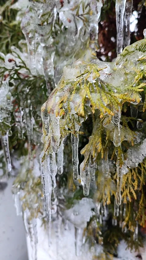 Long icicles evergreen thuja branches close-up Drops water drip melting Vertical Stock Footage 265624947