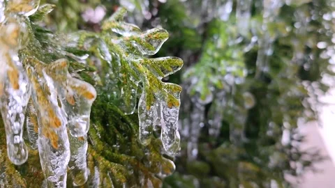Long icicles evergreen thuja branches close-up Drops water drip melting icicles Stock Footage 266016512