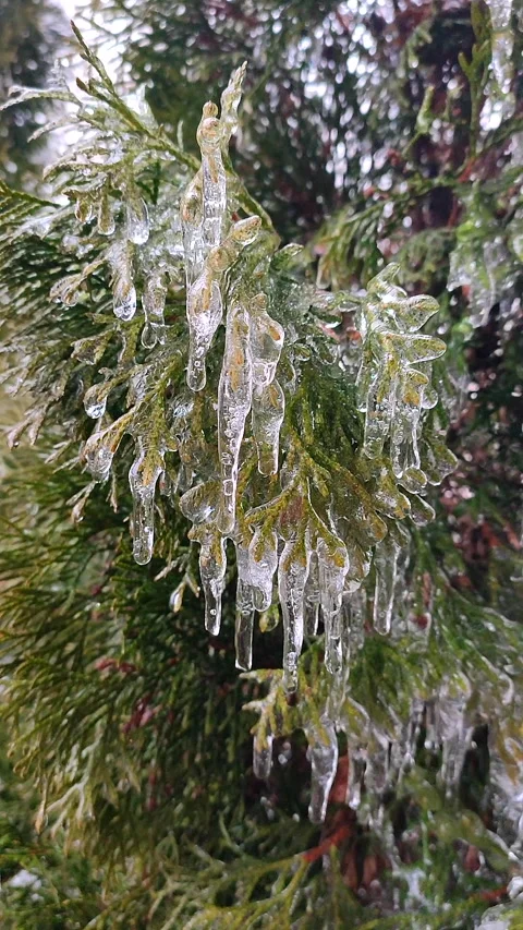 Long icicles evergreen thuja branches close-up Drops water drip melting Vertical Stock Footage 267738246