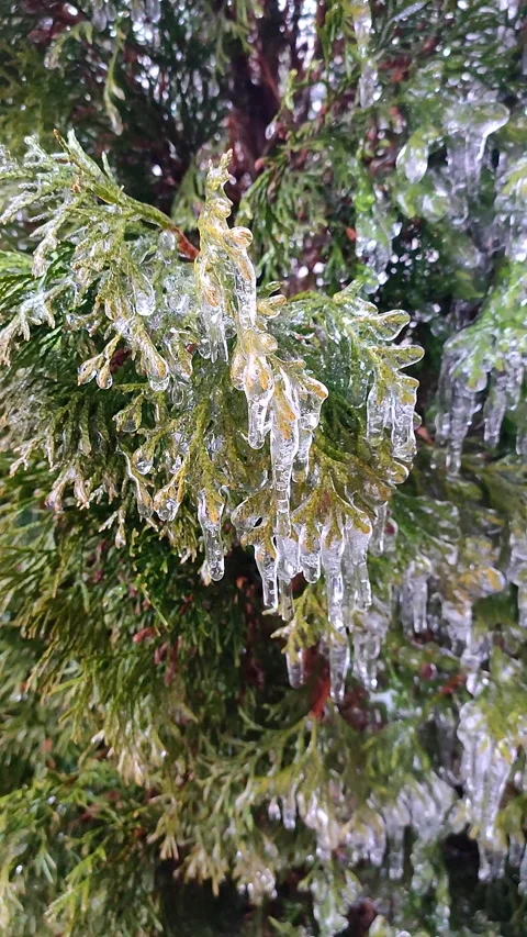 Long icicles evergreen thuja branches close-up Drops water drip melting Vertical Stock Footage 301194916