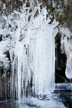 Long icicles hanging from tree branches Stock Photos