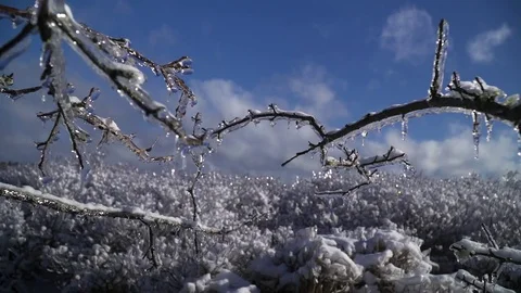 Long Icy Branches Swaying in Wind Stock Footage 74881726