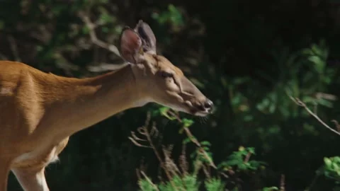 Long Island Deer Doe walking Through the Forest Stock Footage 163311541