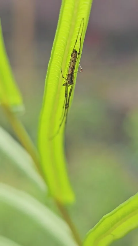 Long-Jawed Orb Weaver Spider Resting on a Green Leaf Macro Stock Footage 332473975