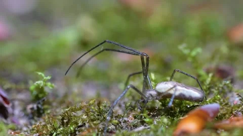 Long-Jawed Orb Weaver Spider Walking On Moss With Leaf Litter, Macro Shot Stock Footage 336481678