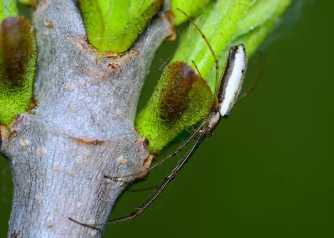 Long-jawed orb weaver spider Stock Photos