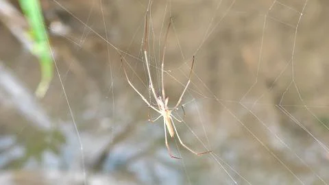Long-jawed Orb-weaver Spider Resting on Intricate Web in Natural Outdoor Setting Stock Photos