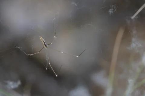 Long-Jawed Orb-Weaver Spider of the Genus Tetragnatha on its Web Fotos Stock
