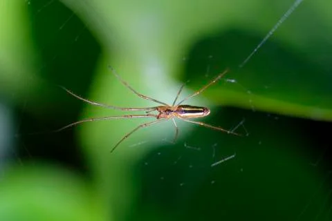 Long-jawed spider - Bottom view 写真素材