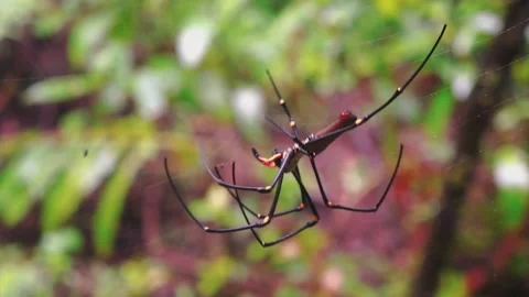 Long-jawed spider Stock Footage 130446931