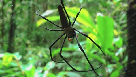 Long-jawed spider Stock Footage 130447432