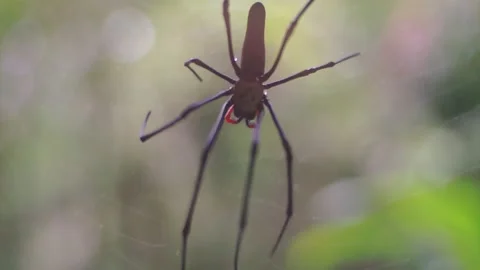 Long-jawed spider Stock Footage 130448880
