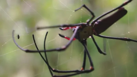 Long-jawed spider Stock Footage 130449038