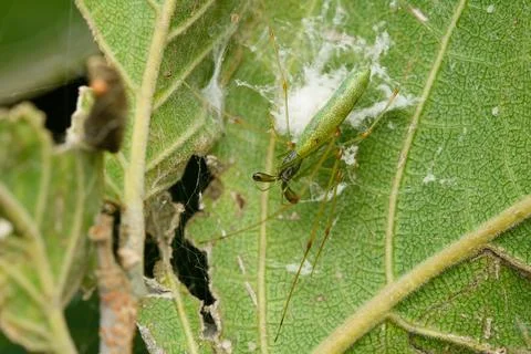 Long-Jawed Spider on Leaf, Satara, India Stock Photos