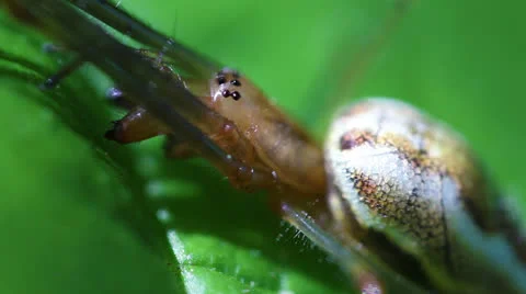 Long-jawed spider - super macro Stock-Footage 24715328