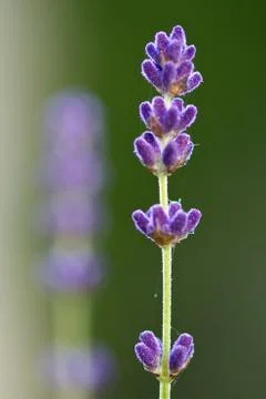 Long lavender Stock Photos