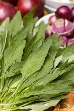 Long Leaf Amaranth Stock Photos