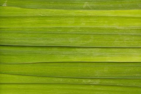 Long leaf background Stock Photos