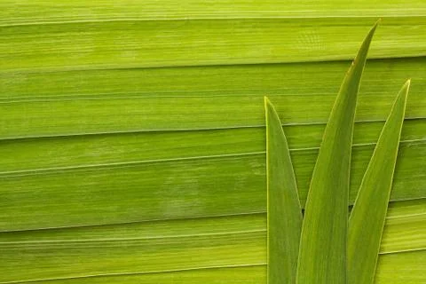 Long leaf background Foto stock