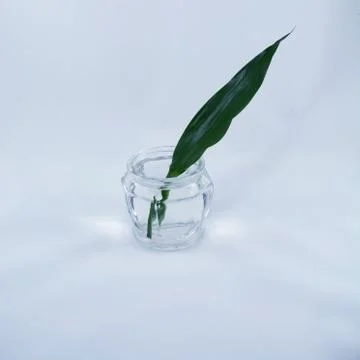 Long leaf in a glass Foto stock
