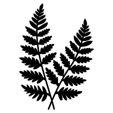 Long Leaf Stock Illustration
