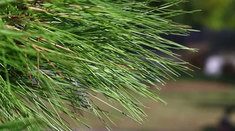 Long Leaf Pine Sways in Breeze  Stock Footage 1094243