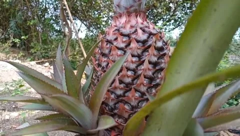 Long-leaf pineapple fruit Stock Footage 319926281