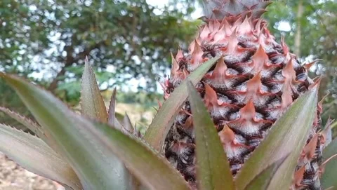 Long-leaf pineapple plant Stock Footage 319926260