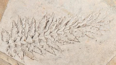 Long leaf plants Stock Photos