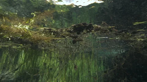 Long leaf plants under the wavy and bright surface of the pond Stock Footage 227129215