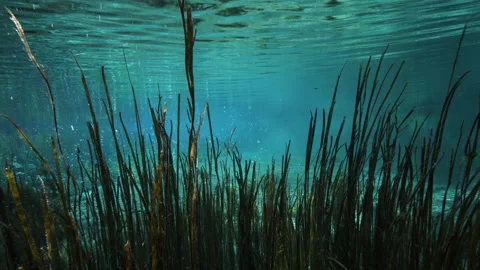 Long leaf  plants under the wavy surface of the water on the bottom of the pond Stock Footage 227171184