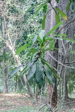 Long leaf shoot growing beside an old tree Stock Photos