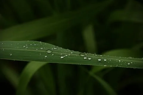Long Leaf With Water Drops Stock Photos