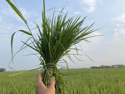 Long leaf weeds in rice fields with blue sky background Stock Photos