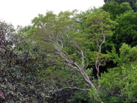 Long leafless branches of trees against the background of their brethren but  Stock Photos