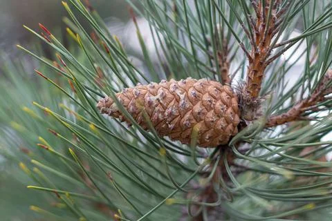Long-leaved pine with cones (Pinus palustris). Stock Photos