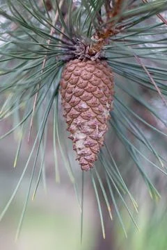Long-leaved pine with cones (Pinus palustris). Stock Photos