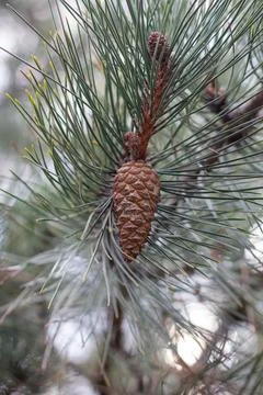 Long-leaved pine with cones (Pinus palustris). Stock Photos