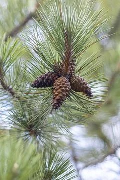Long-leaved pine with cones (Pinus palustris). Stock Photos
