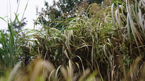 Long leaves Stock Footage 264627423