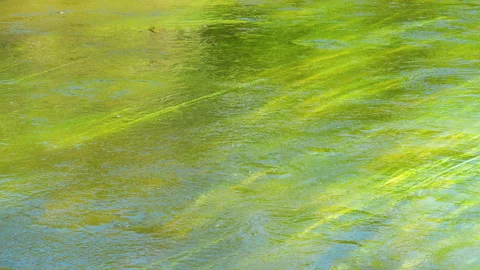Long leaves of grass sway in the river water stream, 4x slow motion Stock Footage 297623096
