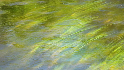 Long leaves of grass sway in the river water stream Stock Footage 297627711