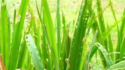 Long leaves with holes Stock Footage 274482673