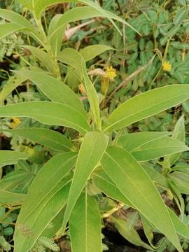 Long leaves 스톡 사진