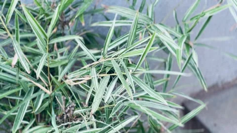 Long leaves of a plant close-up Stock Footage 234052163
