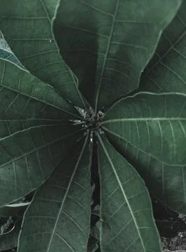 Long leaves top down. Stock Photos