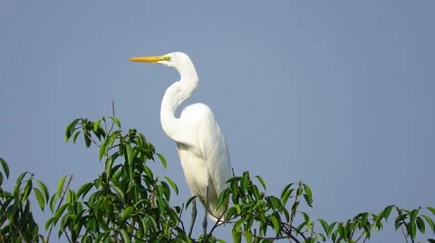 Long Leg Heron Stock Footage 48327402
