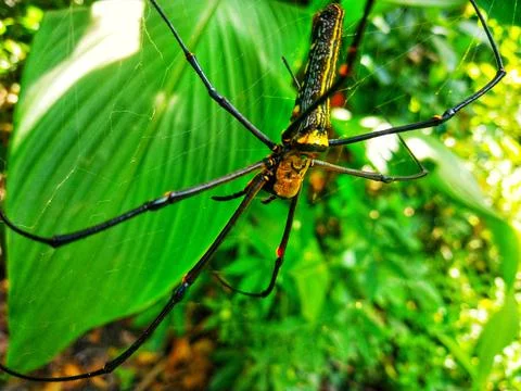 Long leg spider Stock Photos
